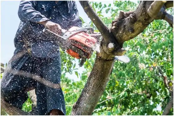 tree services Forest Junction